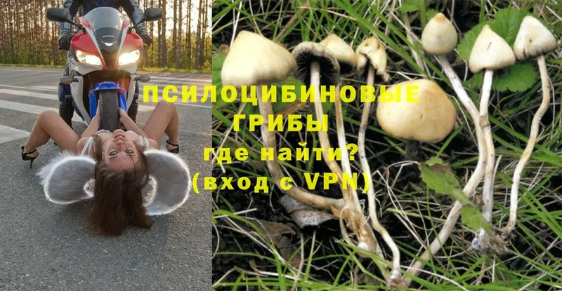 Галлюциногенные грибы Psilocybe  Соль-Илецк 